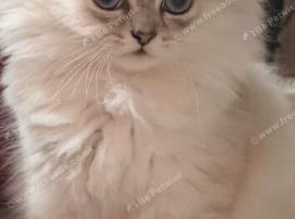 Persian chinchilla