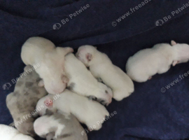 Pups for sale
