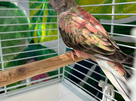 Young Rosa Bourke hen