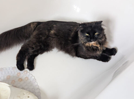 Mainecoon x Scottishfold