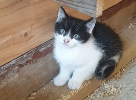 2 male kittens