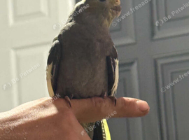 Semi tame 4 month old cockatiels