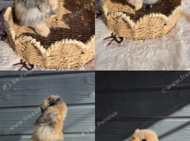Pure bred mini lop buck