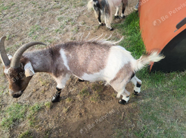 4 Wethers for sale