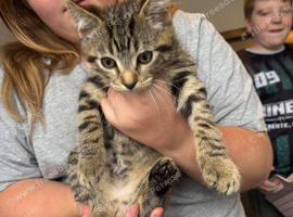 Kitten