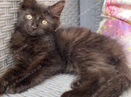Female fluffy friendly black kitten