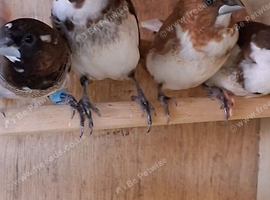 Bengalese finches