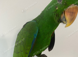 Beautiful Eclectus HandReared baby parrot