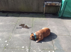 Old tyme english bulldog