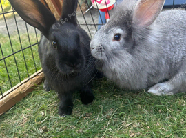 Boy bunnies