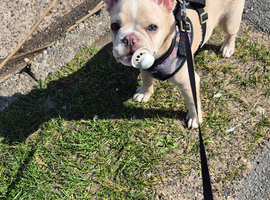 french bulldog puppie isabella cream