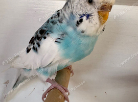 Sky Blue Opaline Recessive Pied Hen