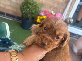 Cocker spaniel