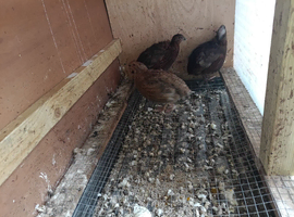 Group of 7 Quails for Sale (5 Males, 2 Females)