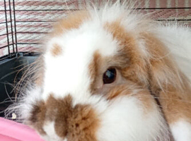 Rabbit