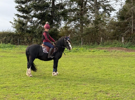 Beautiful 12.1HH gelding