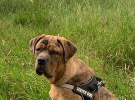 Cane corso