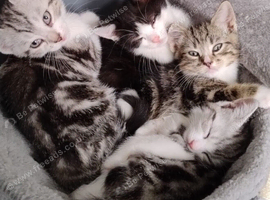 Kittens needing a good home/family