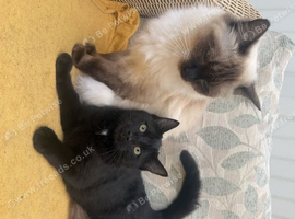 Ragdoll mixed kitten
