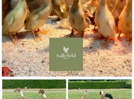 Indian runner ducklings available from 22nd April