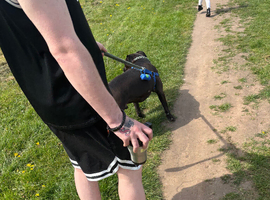 Rottweiler cross with staffy