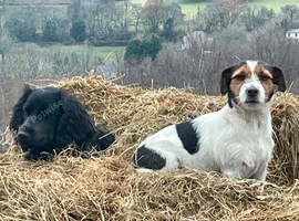 Jack russel puppies