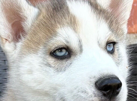 Siberian husky puppies