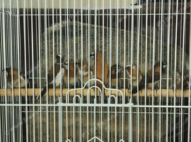 5 pairs of bengalese finches available &pound;75