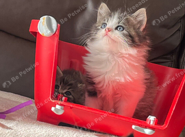 Persian kittens
