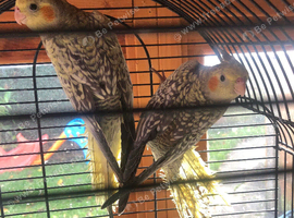 Baby cockatiels