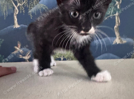 Kitten girl &pound;20 b71 Westbromich area