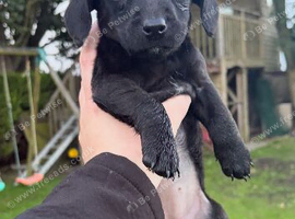 4 pups