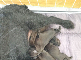 patterdale terriers for sale