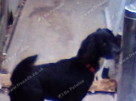 Black male Sprocker spaniel 1 year old