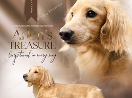 PROVEN MINIATURE PRA CLEAR KC CREAM LONG HAIRED DACHSHUND