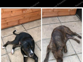 Staffy x american bulldog girl