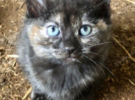 Gorgeous kittens