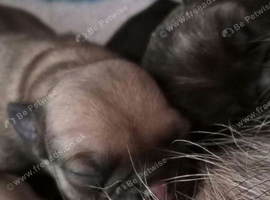 5 puppies ready to go on the 8th December