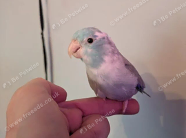 Male parrotlet..... please read