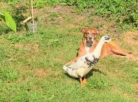 2 beautiful Indian Runner Drakes 13 weeks old