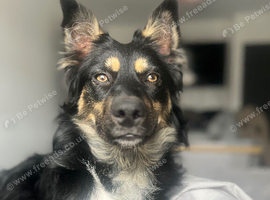 Border collie X