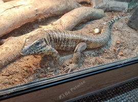 Golden Tegu
