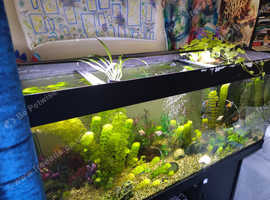 5ft aquarium