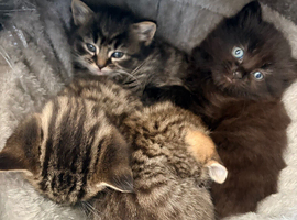 4 beautiful kittens looking for their forever homes