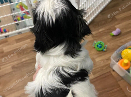 My lovely little shih tzu