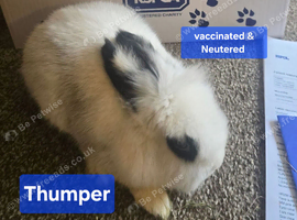 Thumper neutered and vaccinated