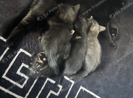 Kittens for sale