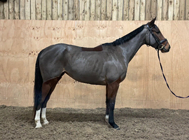 Proven Broodmare/ ROR Showing/ Project
