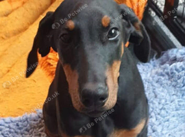 Lovely doberman older pup for re home