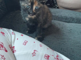 Gorgeous female kitten for sale